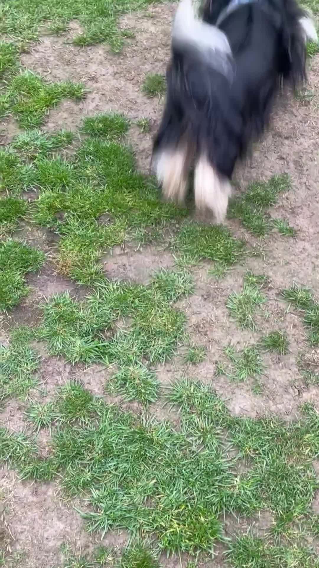 Biewer Terrier dogs for stud: 🐶🐶Yorkshire Terrier Biewer for stud 🥰🥰 - Video 1