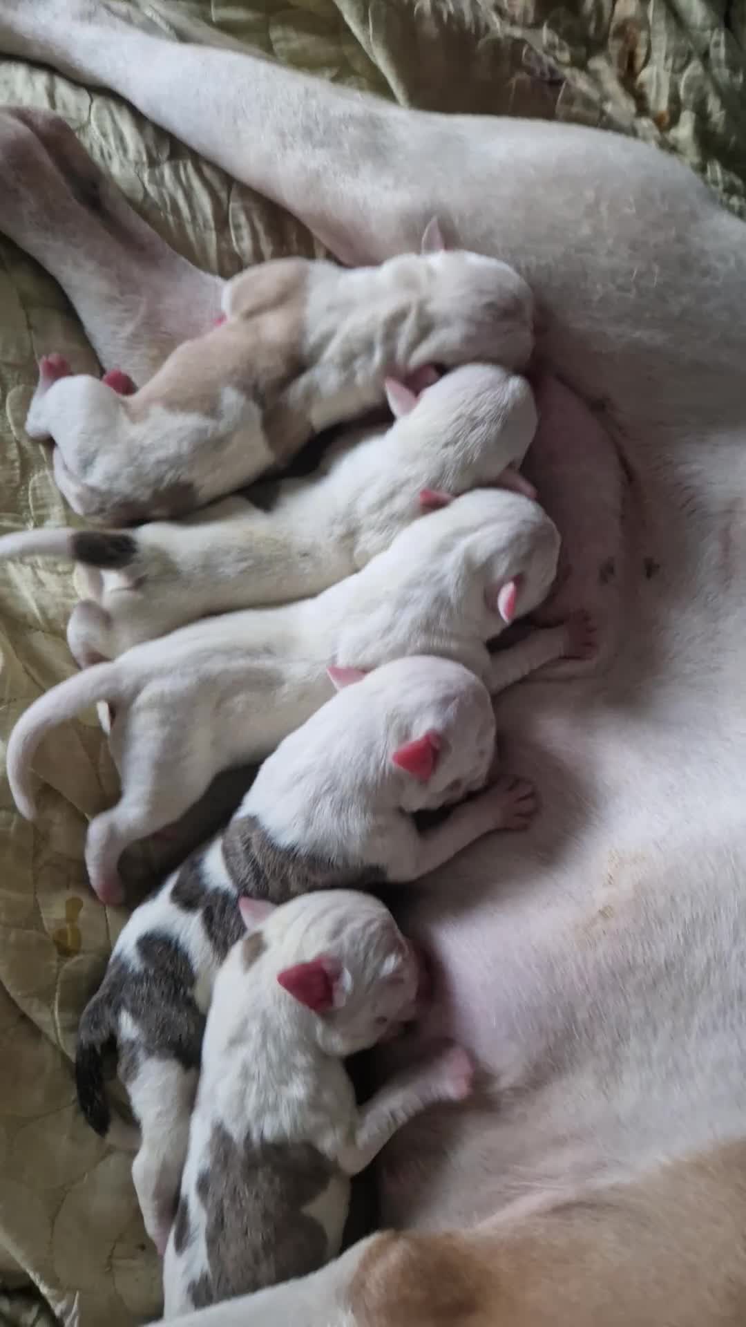 American Bulldog dogs for sale: These 3 babies are looking for there forever home - Video 1