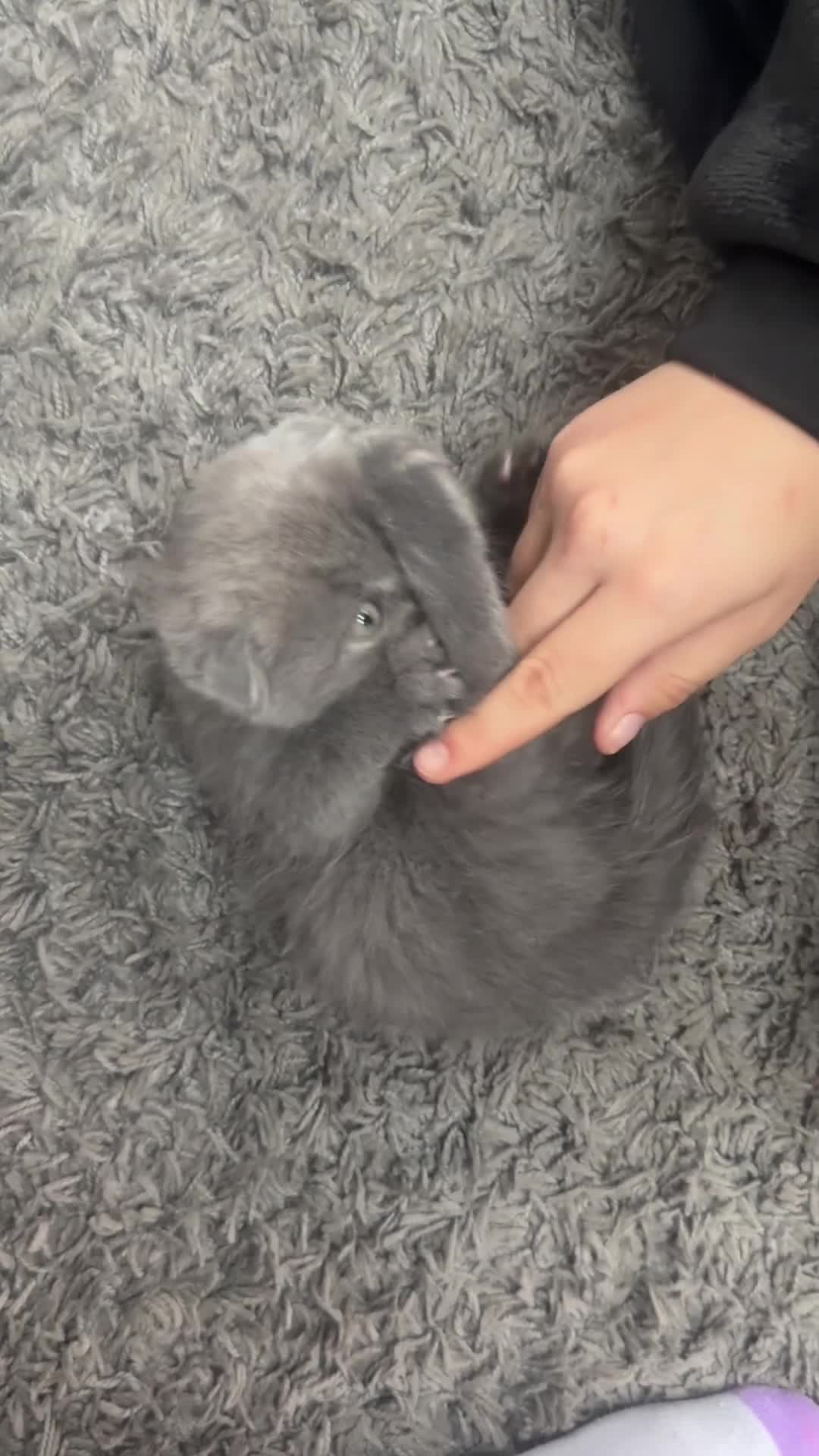 Scottish Fold cats for sale: REDUCED ❤️❤️Tabby cat😘Luxury Scottish❤️❤️❤️❤️❤️❤️ - Video 5