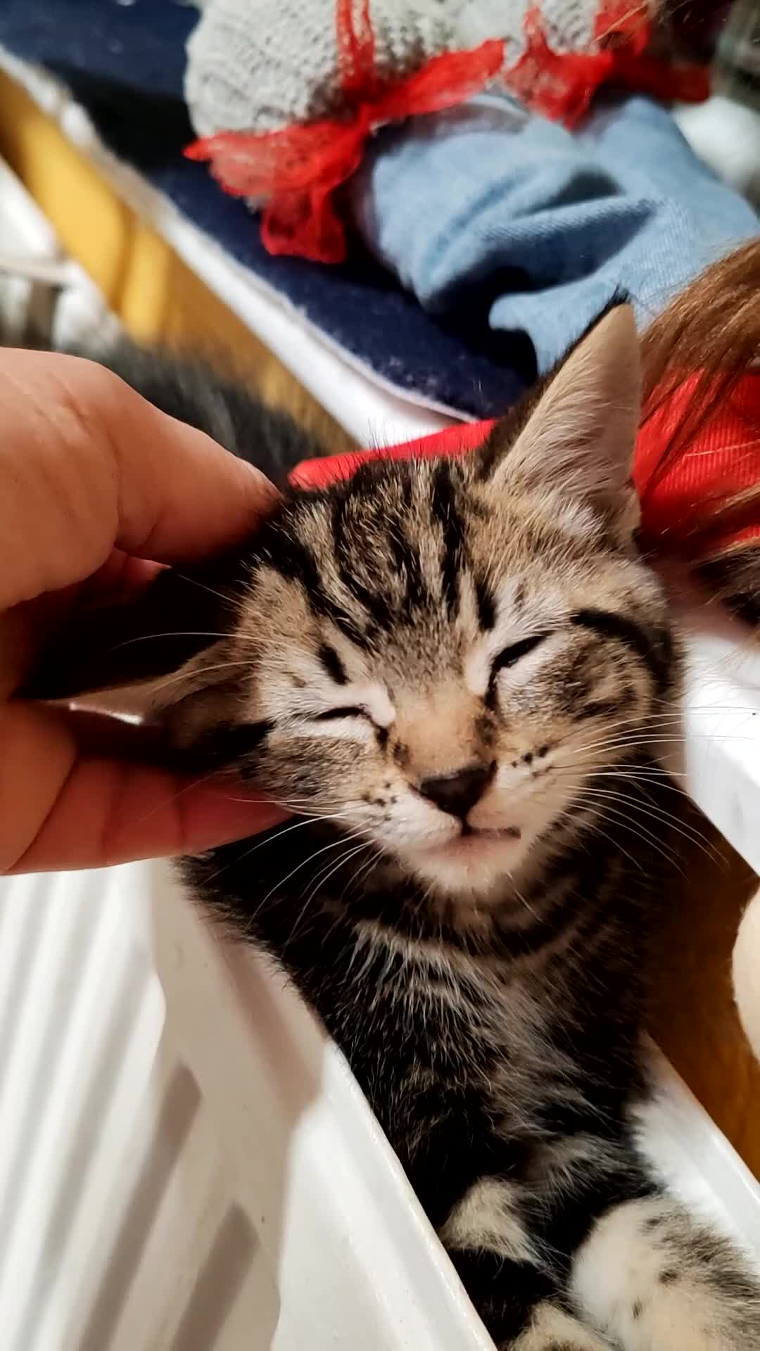 Mixed Breed cats for sale: Loving kittens are looking for a new home - Video 3