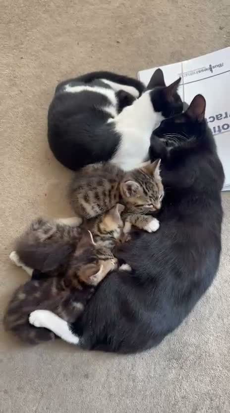 Mixed Breed cats for sale: Three beautiful kittens  - Video 2