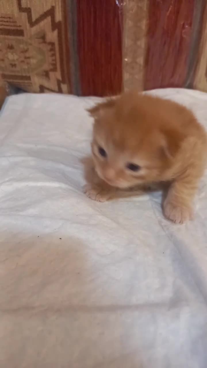 Bengal cats for sale: 3 Beautiful Male Bengal X Kittens - Video 2