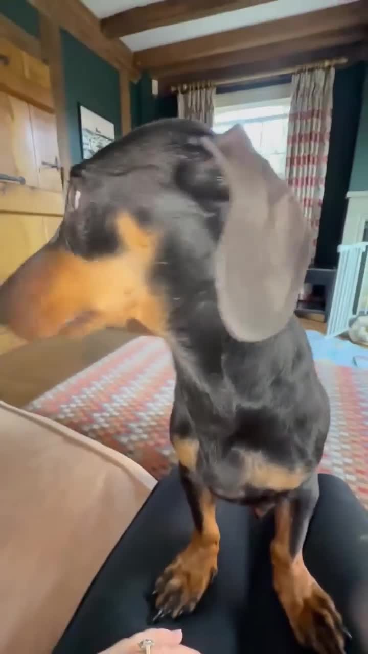 Dachshund dogs for adoption: DOTTY - Video 1