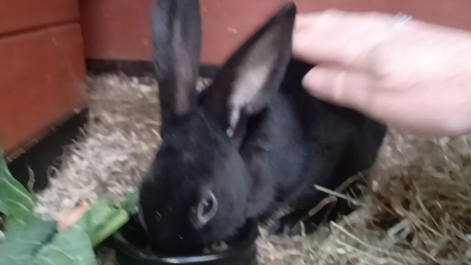 English rabbits for sale: Yurvac vaccinated self English rabbit, ready now! - Video 1
