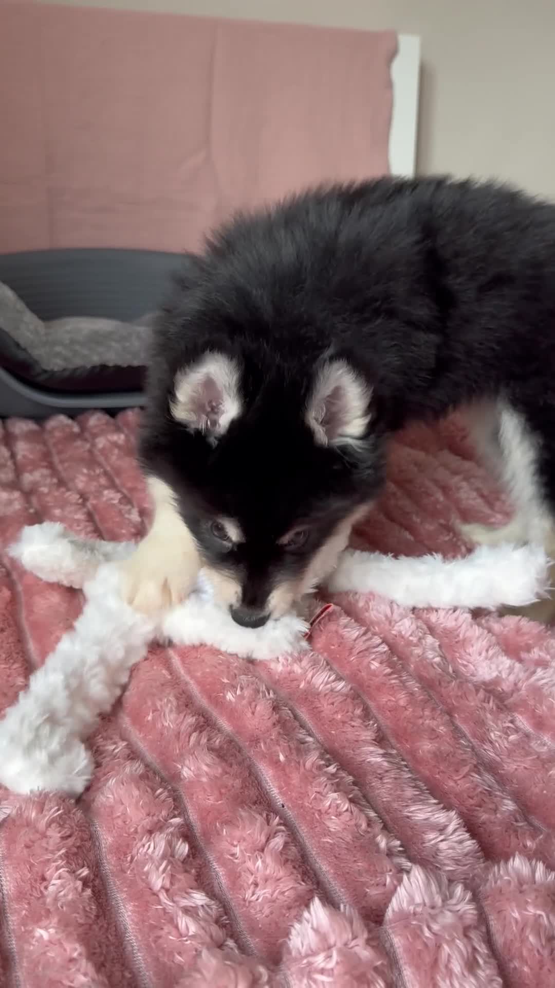 Mixed Breed dogs for sale: Crufts Line Husky x Malamute - Health tested 🐾 - Video 2