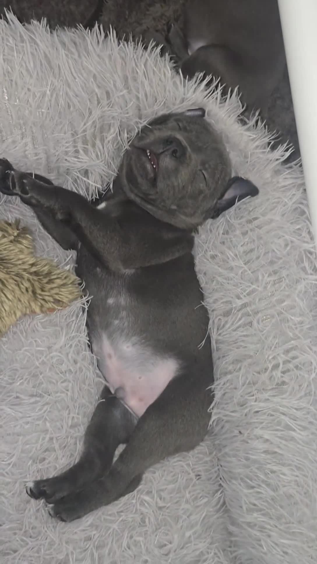 Staffordshire Bull Terrier dogs for sale: Staffordshire bull terrier  - Video 1