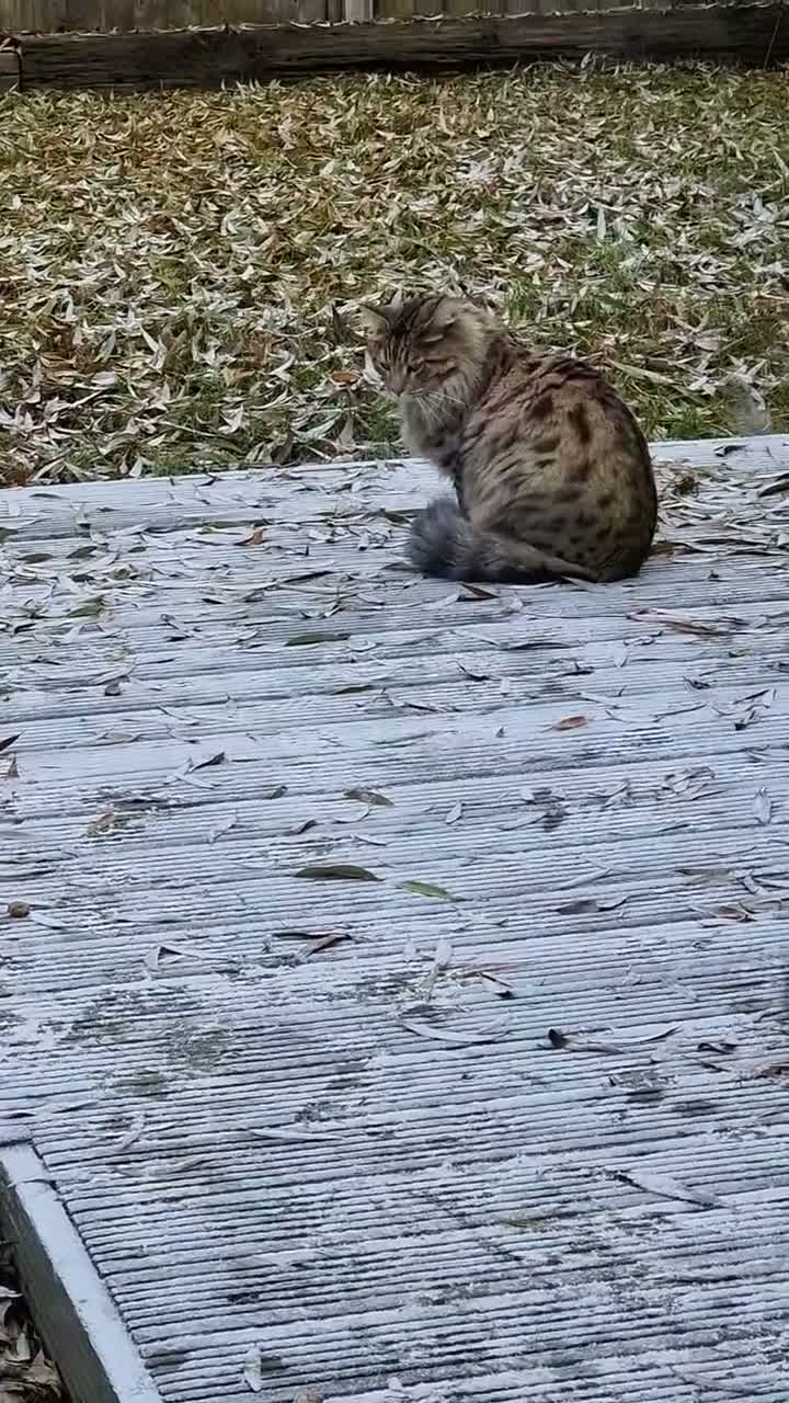 Mixed Breed cats for sale: Looking for a Home of Handsome BengalxMaine Coon in Hinckley - Video 1