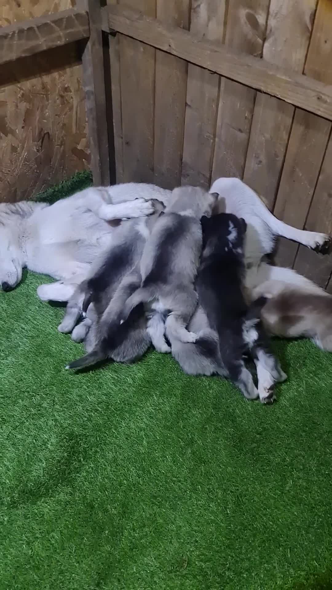 Siberian Husky dogs for sale: 6 siberian husky  - Video 2