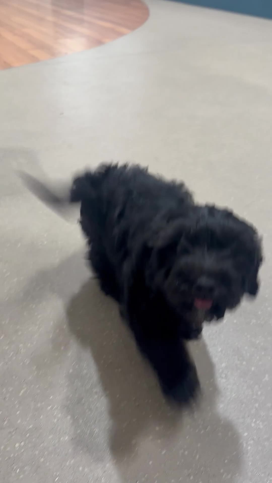 Cavapoo dogs for sale: Cavapoo puppies - Video 2