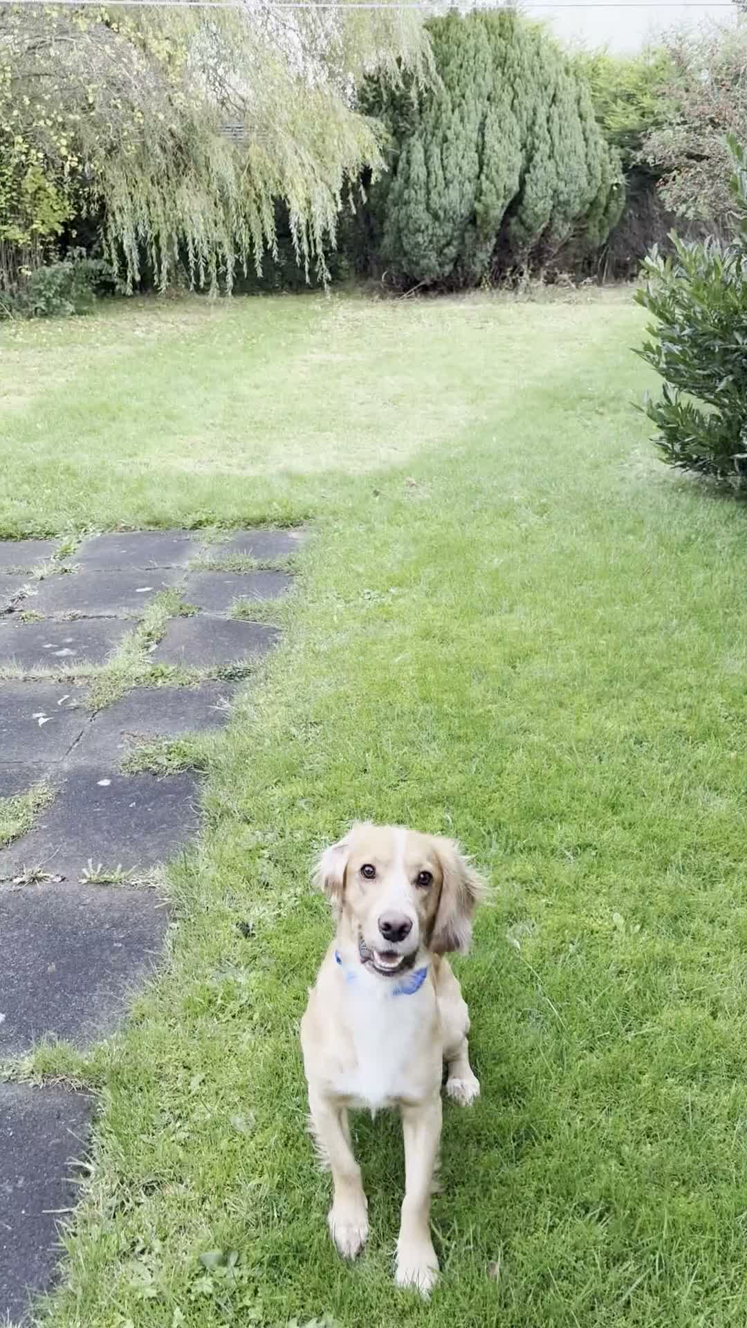 Cocker Spaniel dogs for sale: Marley - Adorable Working Cocker spaniel in Holmfirth - Video 1