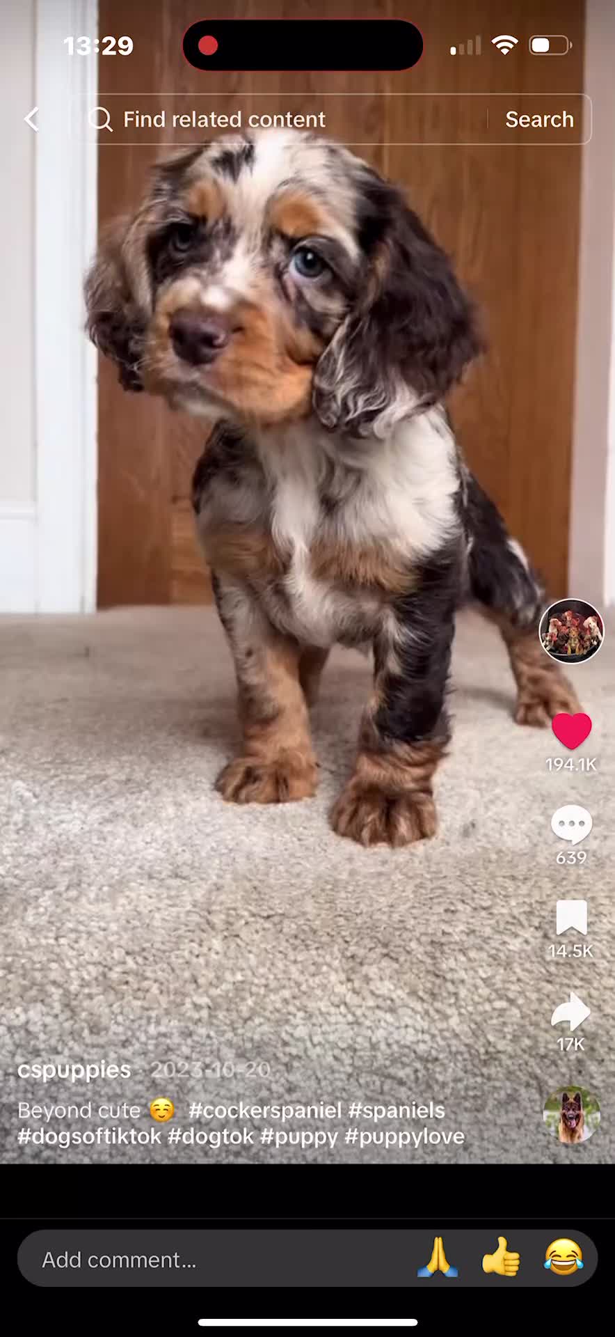 Cocker Spaniel dogs for sale: Cocker Spaniel Puppies  - Video 5