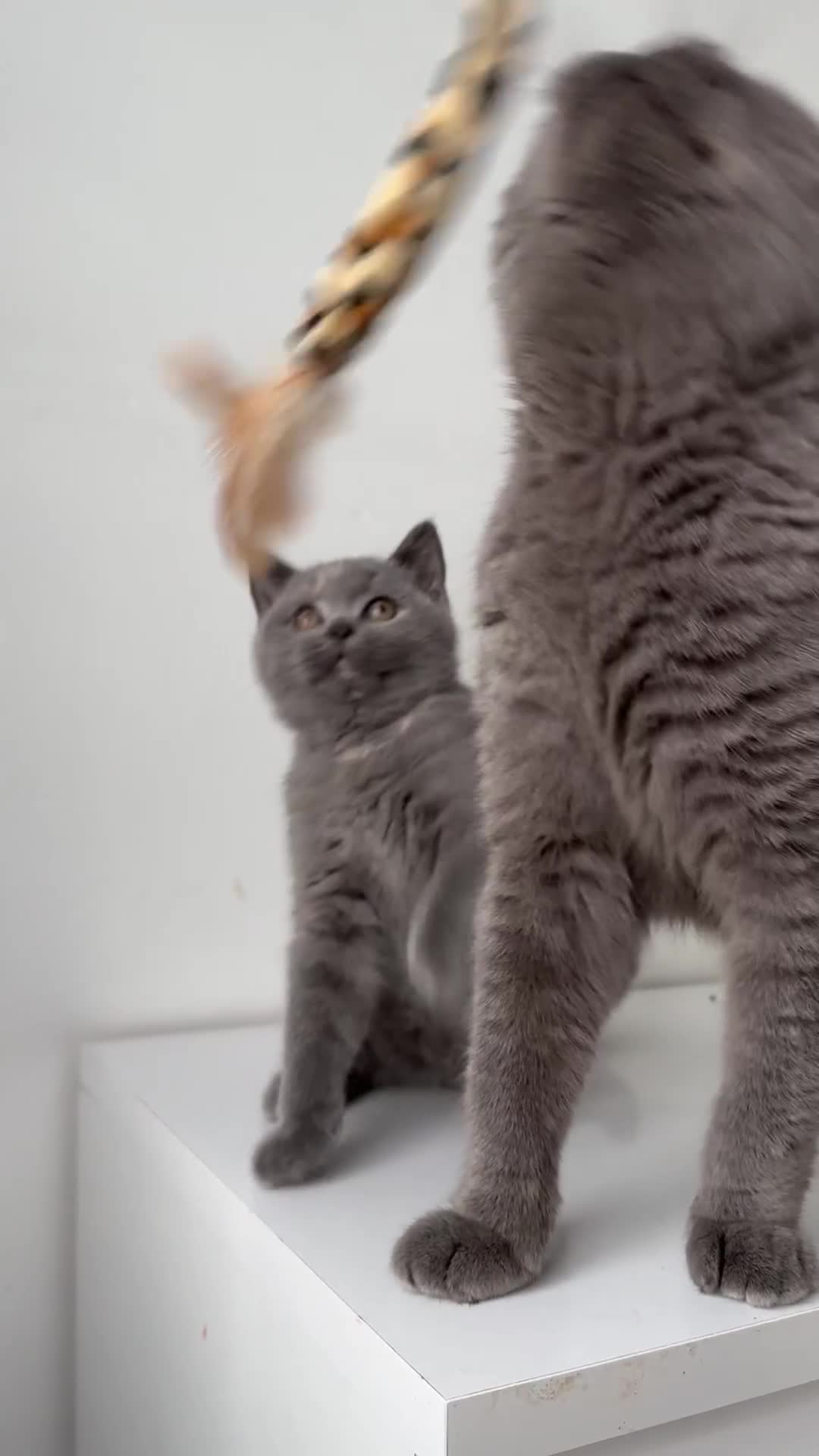 British Shorthair cats for sale: Pedigree British shorthair blue tortoise female - Video 2