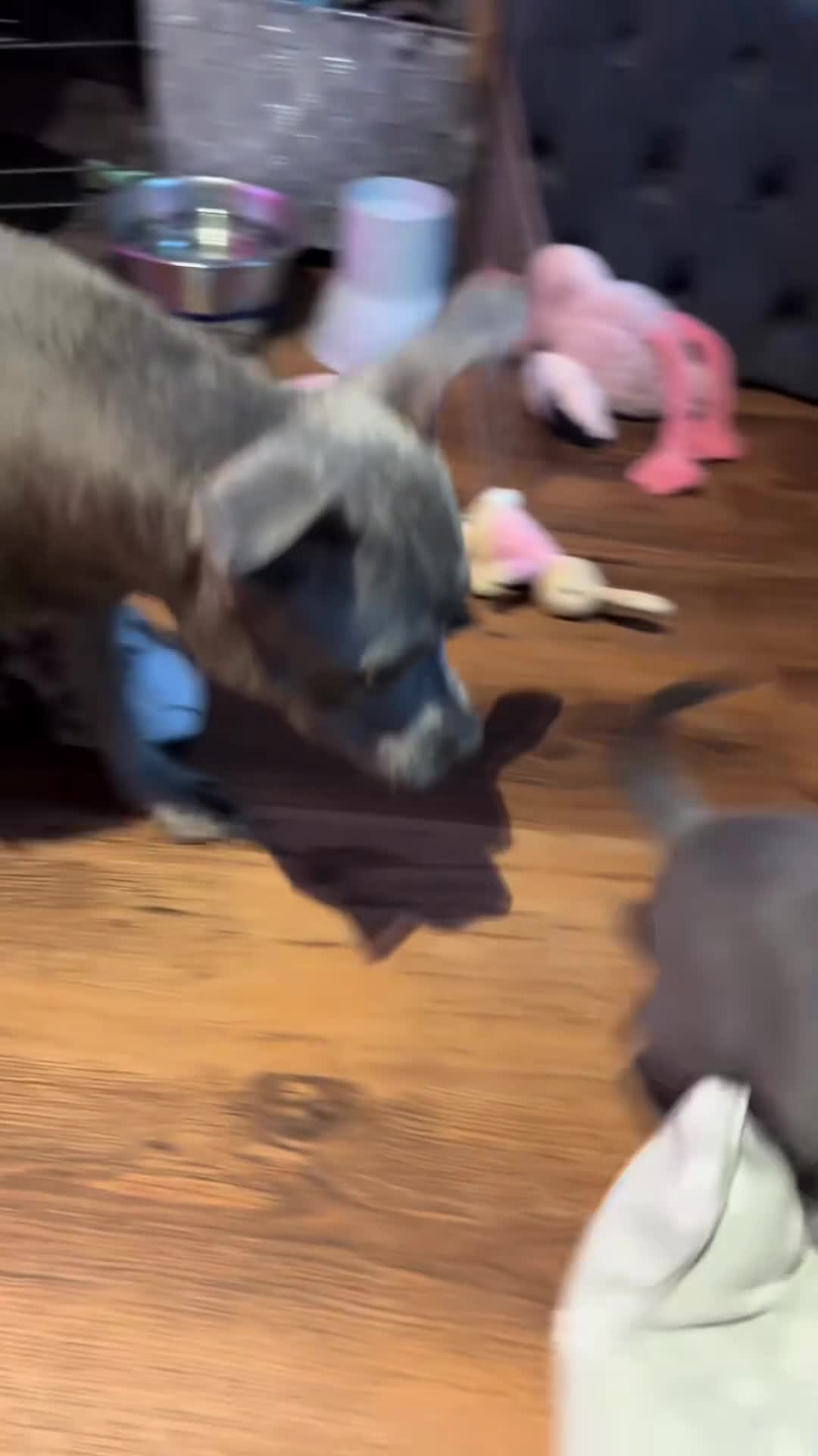 Staffordshire Bull Terrier dogs for sale: %100Playful Staffy Puppies Well Socialized  in Bridgwater - Video 1