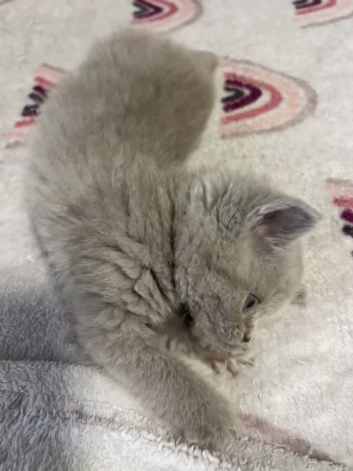 British Shorthair cats for sale: British shorthair kittens responsibly bred - Video 2