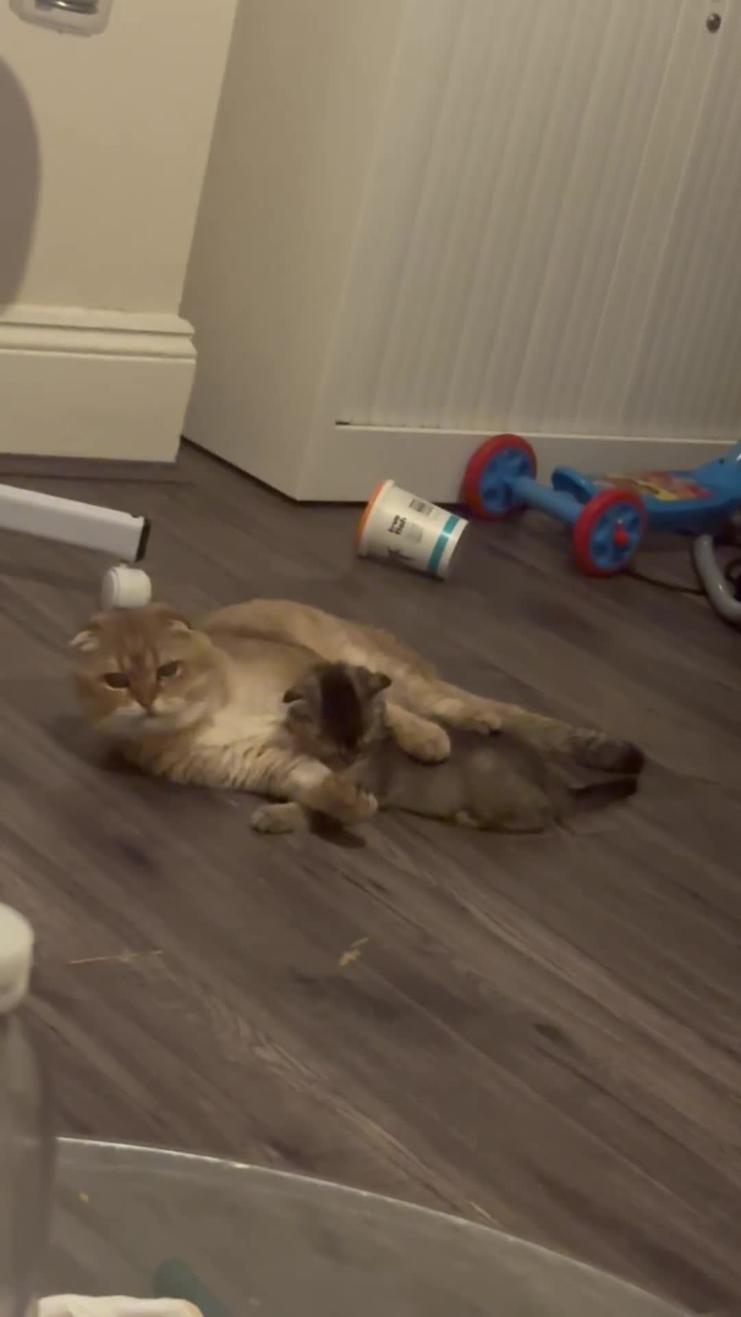 Scottish Fold cats for sale: Golden Scottish fold  - Video 2