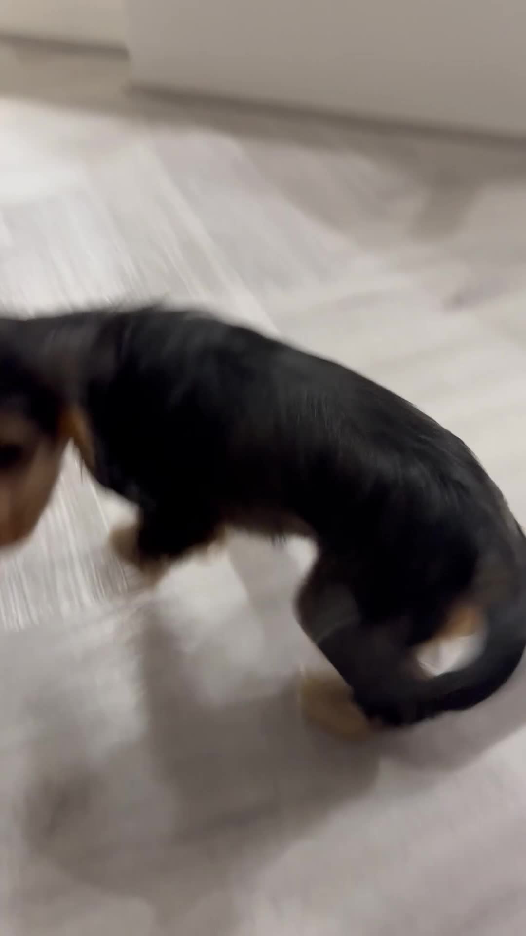 Cocker Spaniel dogs for sale: Exceptional pedigree KC champion show Cockers.  - Video 2