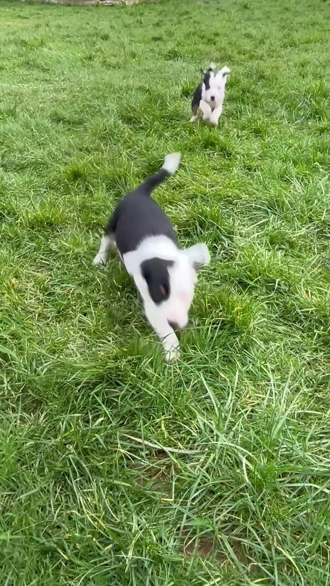 Smooth Collie dogs for sale: 🔥 3 male Collie pups 🔥 in Tywyn - Video 1