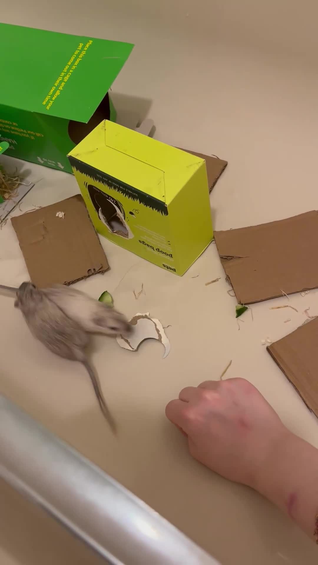 Gerbil rodents for sale: Two male gerbils - Video 2