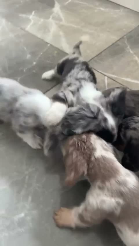 Miniature Dachshund dogs for sale: Beautiful Miniatures  in Manchester - Video 2