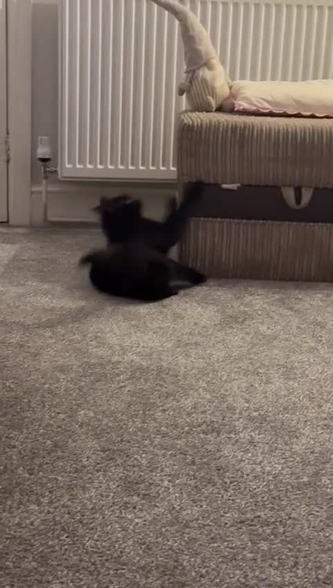 Mixed Breed cats for sale: Black cat  - Video 1