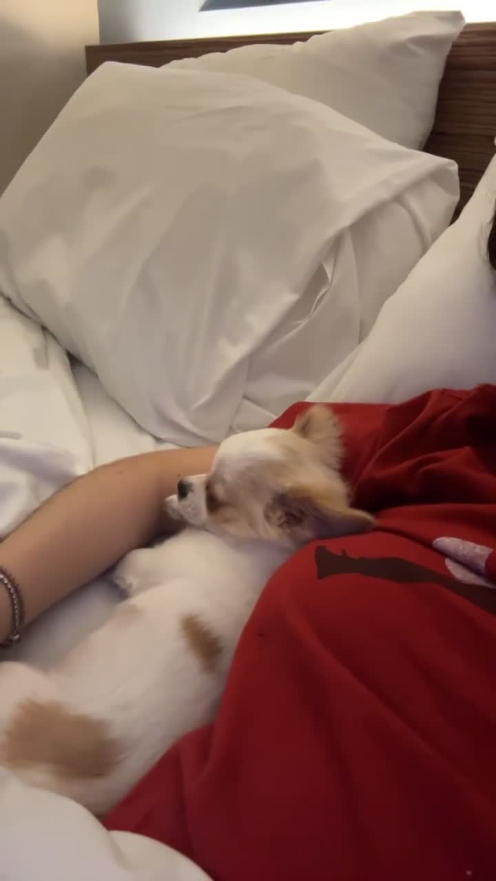 Chihuahua dogs for sale: Chihuahua - Video 1