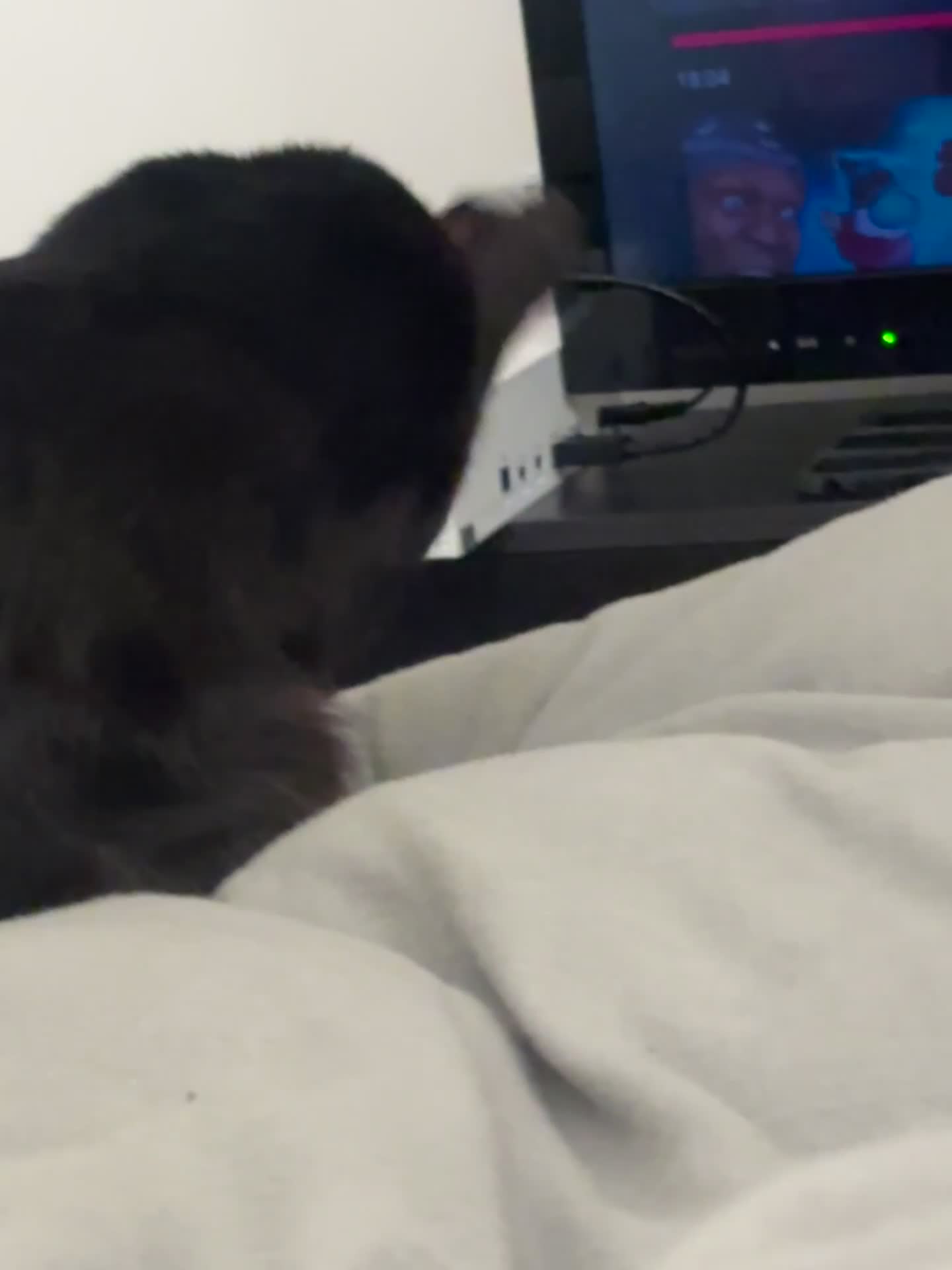 British Shorthair cats for sale: 2x cats for sale (mother and daughter) - Video 1