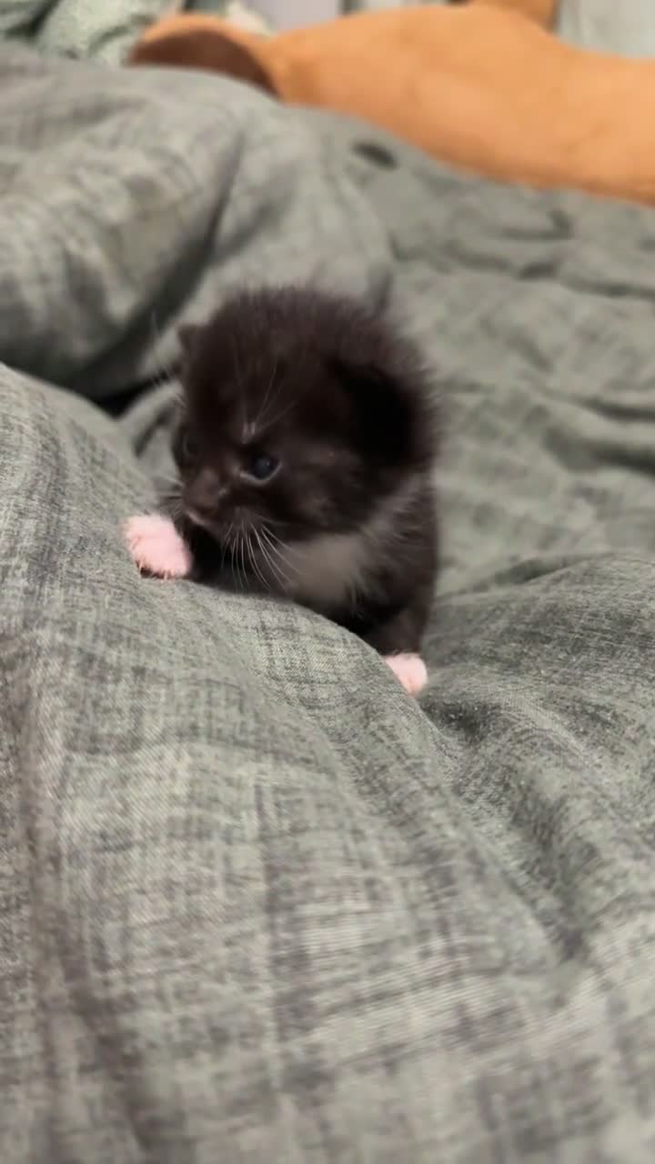 Mixed Breed cats for sale: Maine coon mix kittens - Video 1