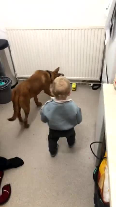 Mixed Breed dogs for sale: Bella  - Video 1