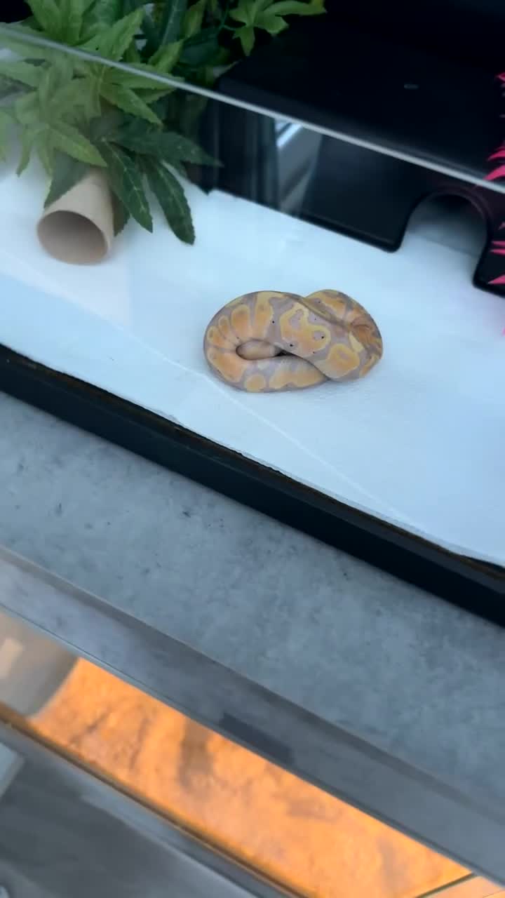 Python Snake reptiles for sale: Banana pastel ball python  - Video 3