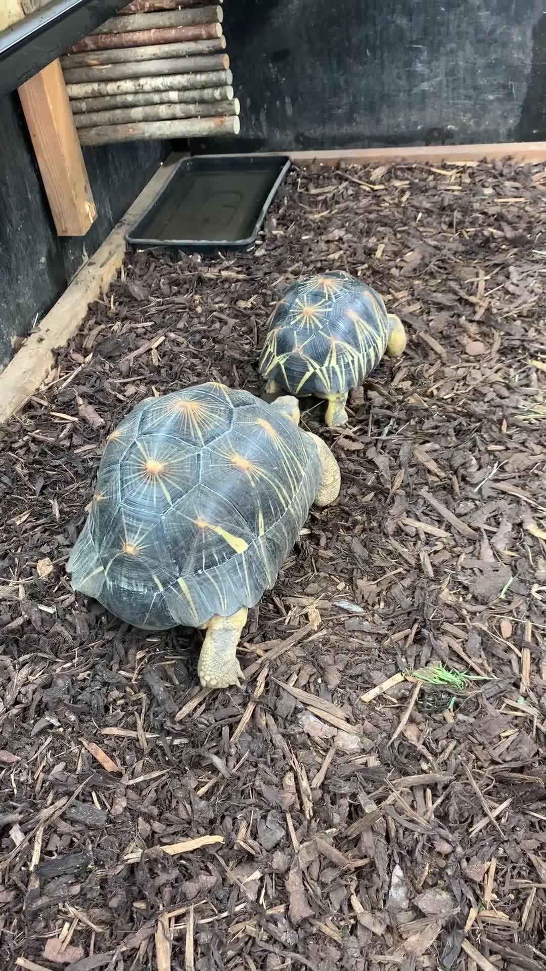Tortoise reptiles for sale: Pair of Radiateds Tortoises - Video 1