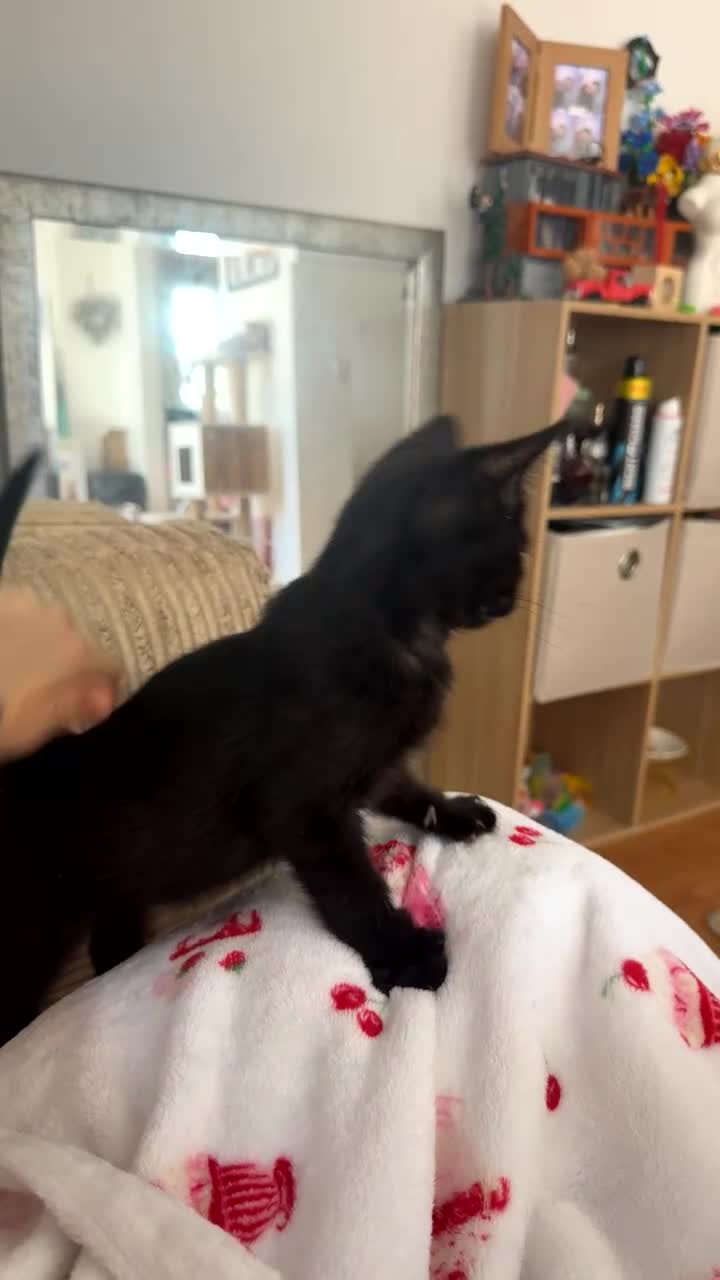 Domestic Shorthair cats for sale: 3 beautiful kittens £20-£30  in Northampton - Video 1