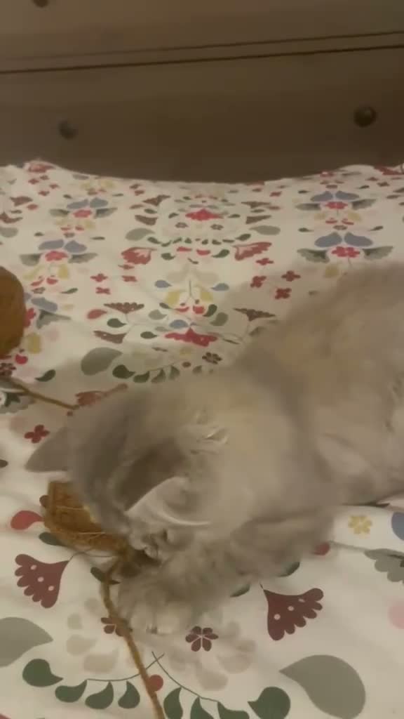 Persian cats for sale: Beautiful Blue Persian Girl 💕🐾💙 - Video 1