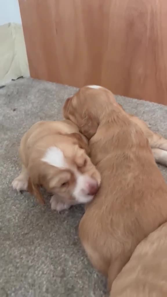 Cocker Spaniel dogs for sale: 6 Beautiful Cocker Spaniel Pups in Scarborough - Video 2