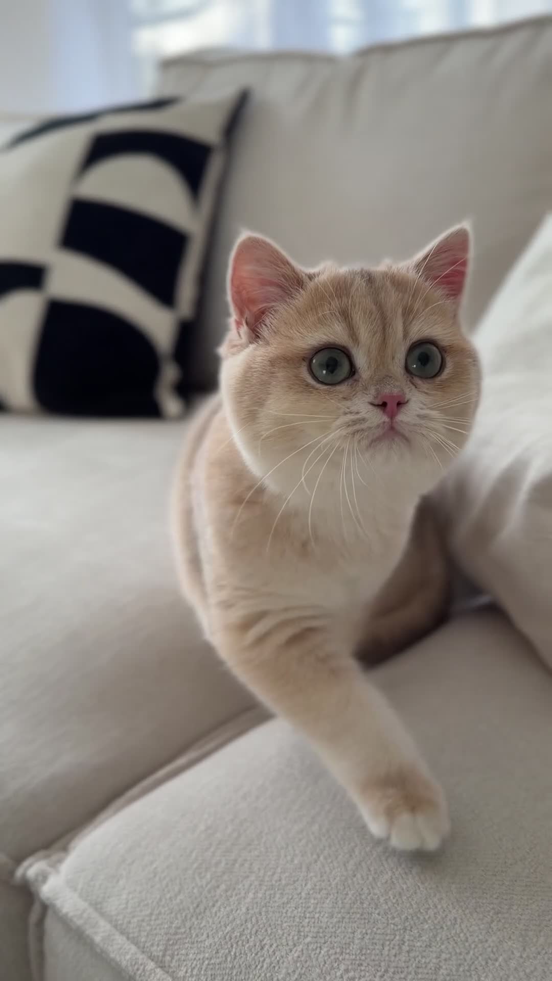 British Shorthair cats for sale: Lilac Golden British Shorthair kitten 🤍 - Video 4