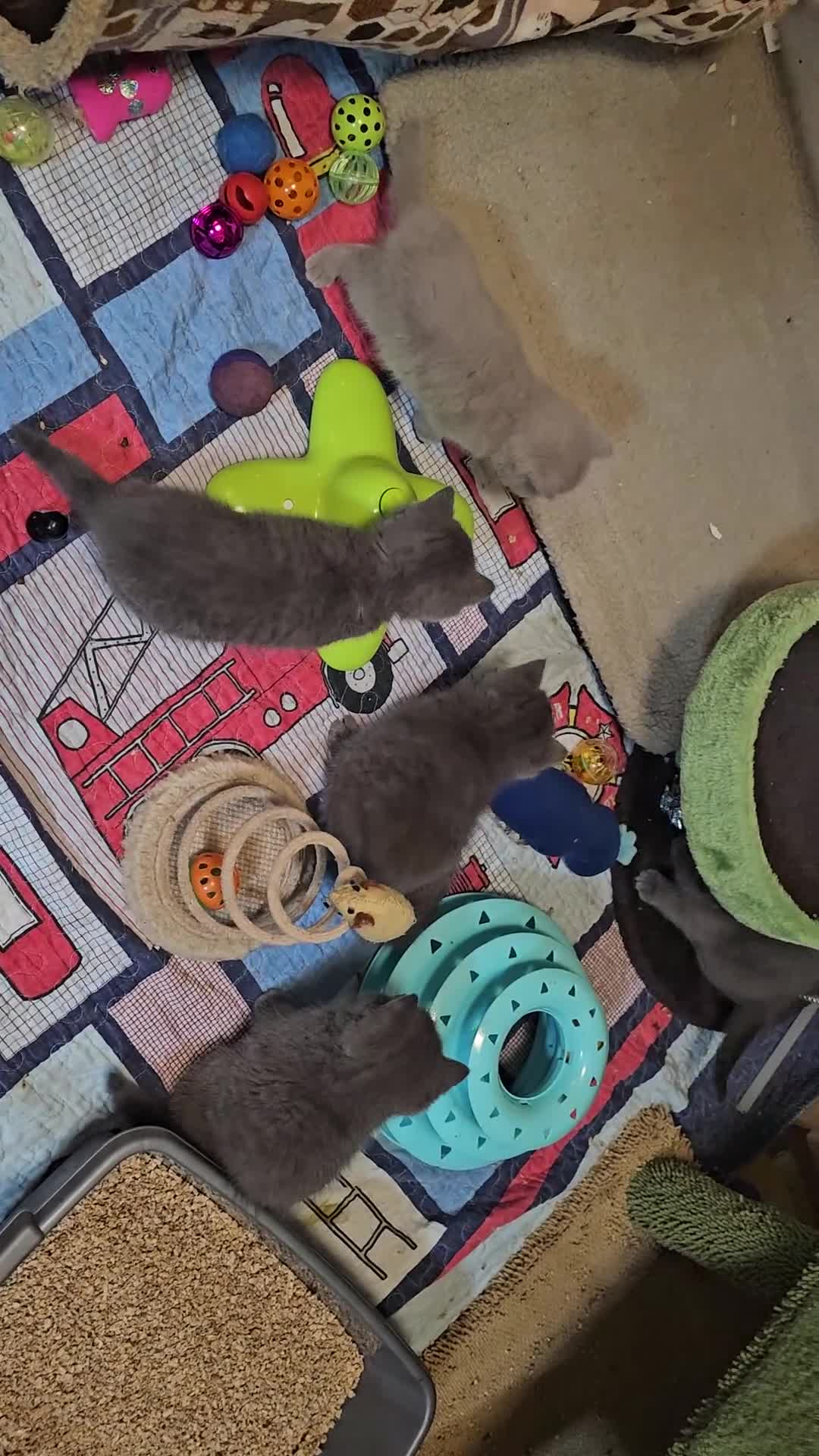 British Shorthair cats for sale: Purebred  British shorthair kittens  - Video 2