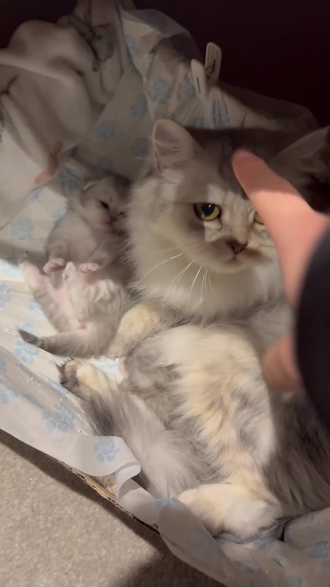 Persian cats for sale: little female chinchilla for sell in Manchester - Video 4