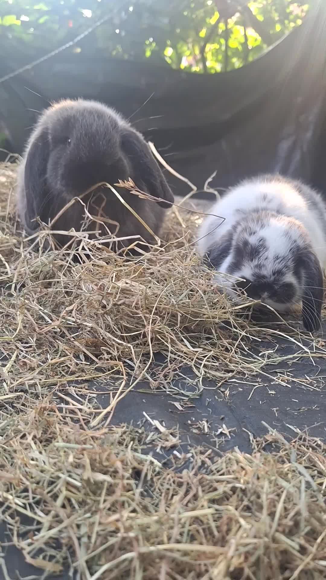 Mini Lop rabbits for sale: Beautiful purebred mini lop eared kits  - Video 3