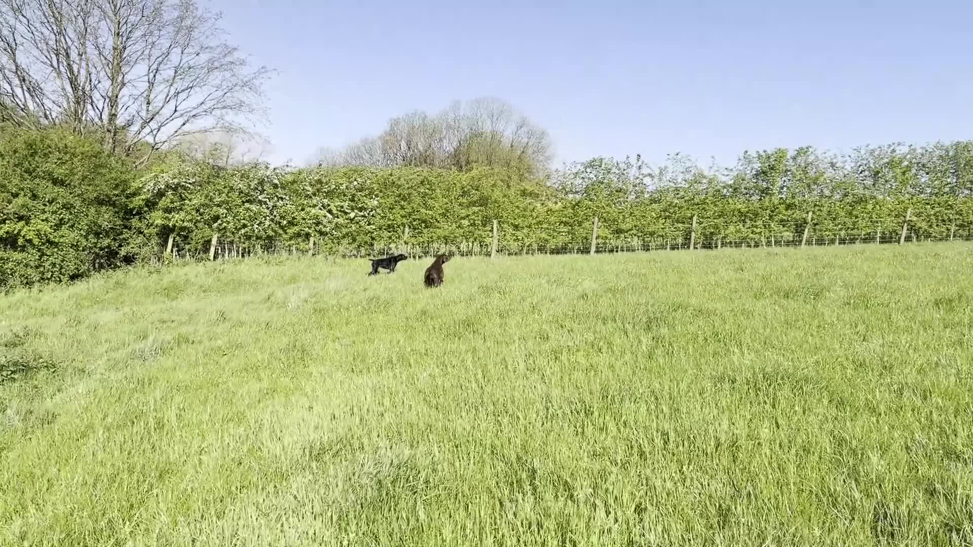 German Shorthaired Pointer dogs for sale: Bred for Temperament and working - Video 1