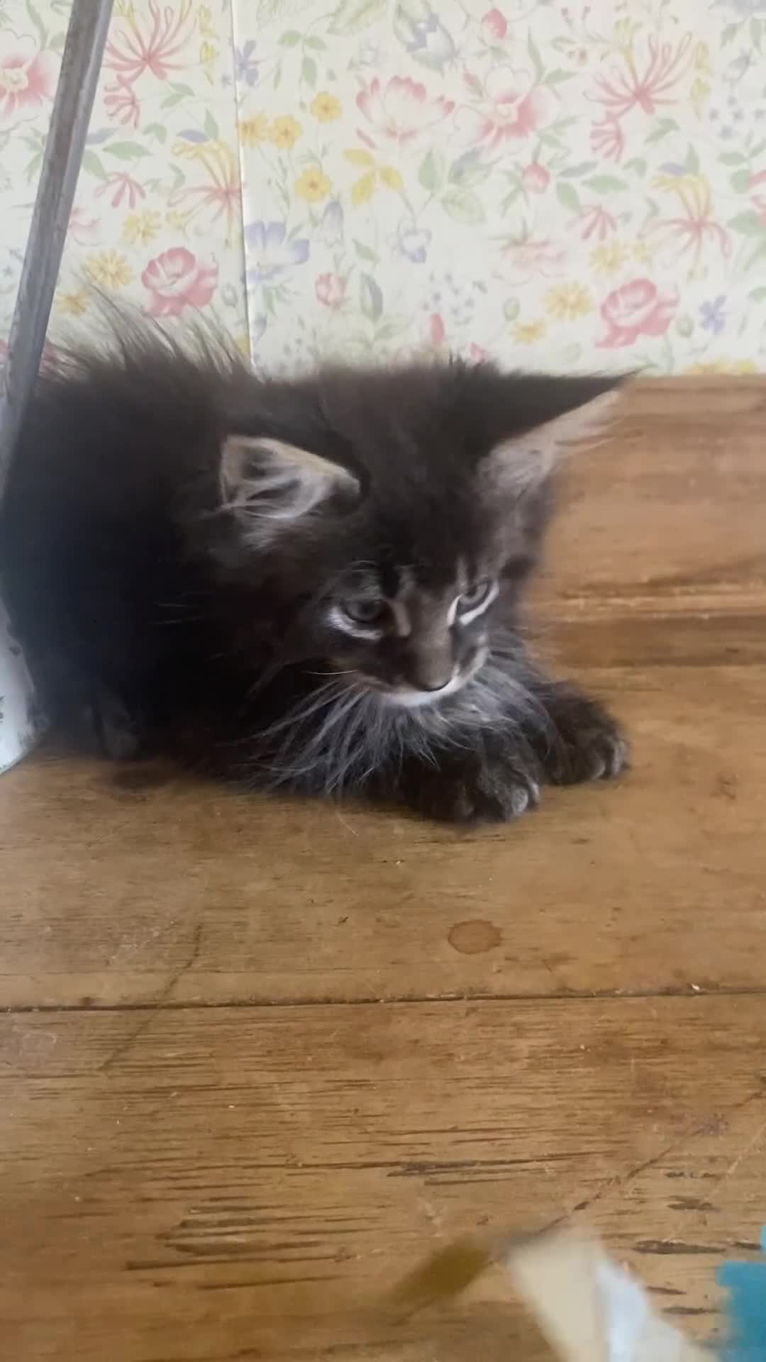 Maine Coon cats for sale: Full Maine Coon Russian Maine coon Kittens Males  - Video 1