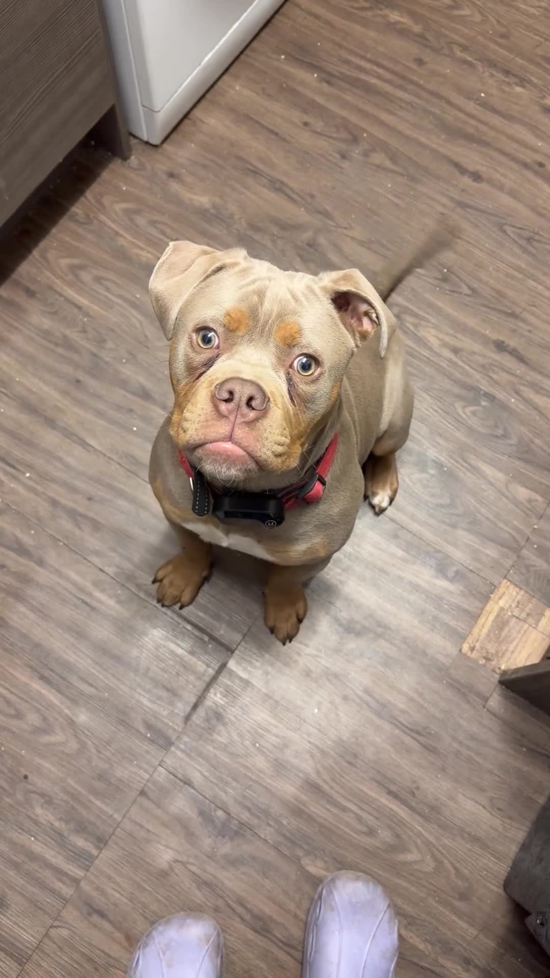 Mixed Breed dogs for sale: Olde English cross American bulldog in Wymondham - Video 1