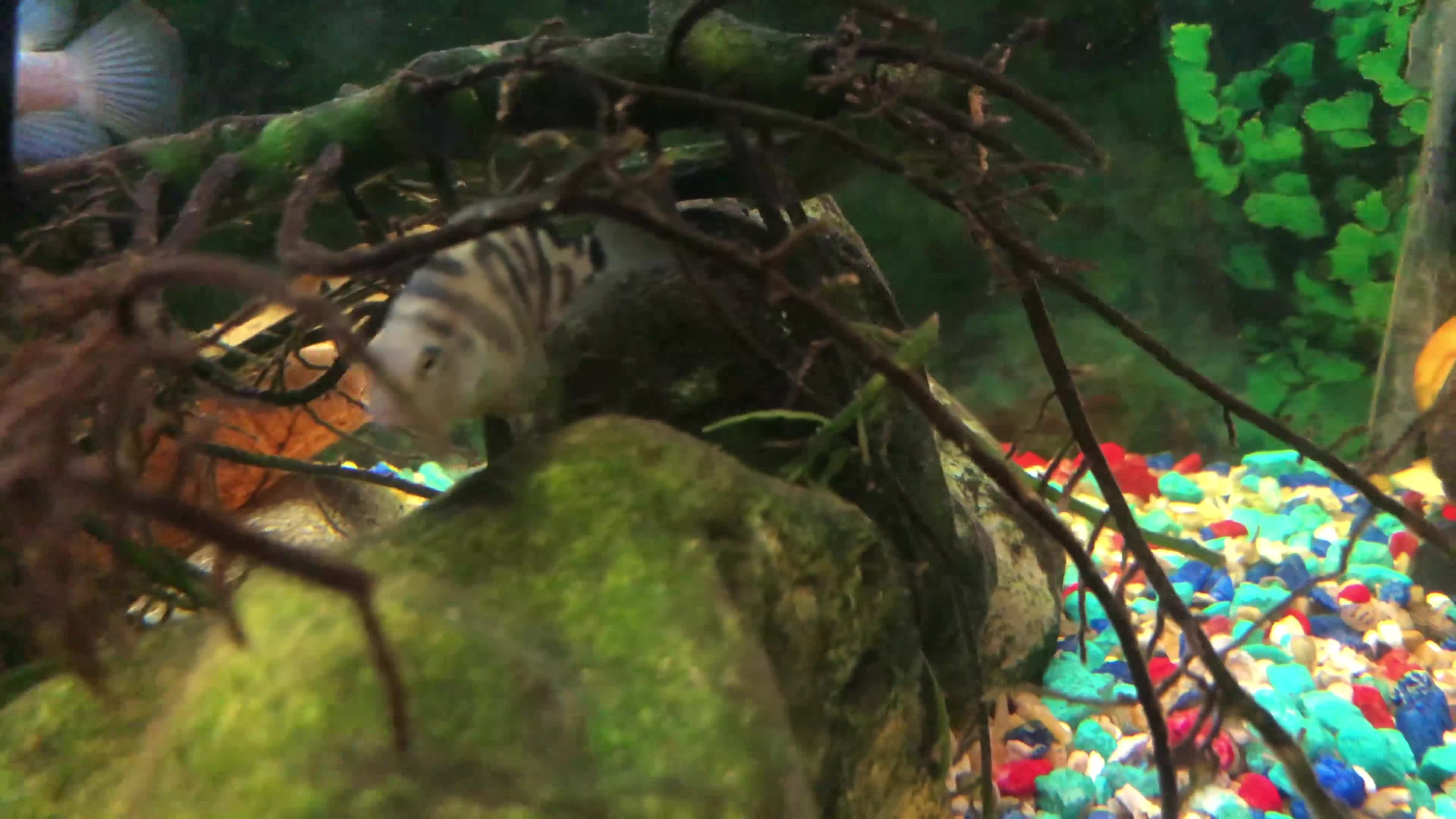 Cichlids fish for sale: Polar parrot fish for sale  - Video 3