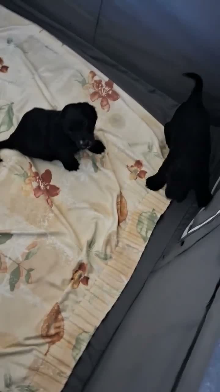 Cocker Spaniel dogs for sale: 3 Cocker Spaniels for sale in Peterhead - Video 1