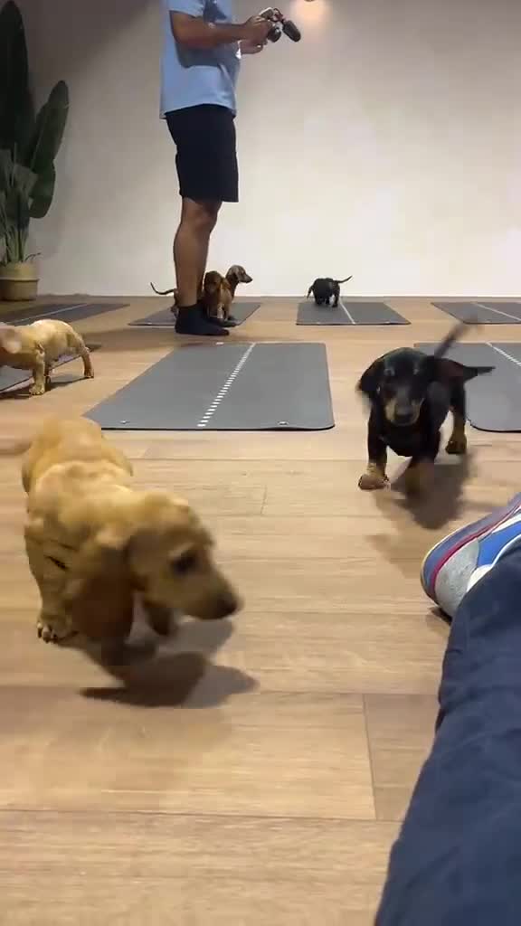 Dachshund dogs for sale: ****PRICE DROP FOR THE REMAINING 4 PUPS**** - Video 3