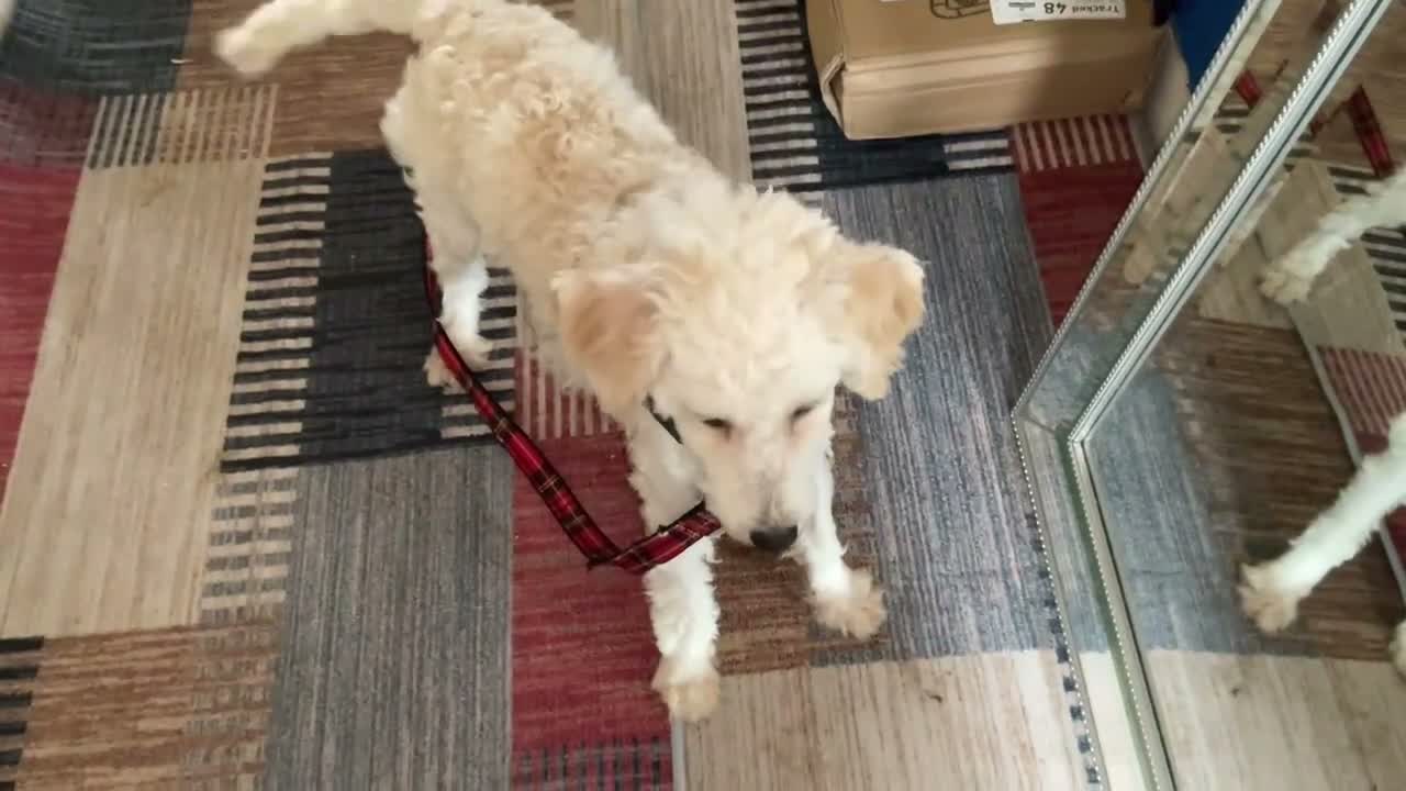 Toy Poodle dogs for sale: Toy poodle female  - Video 1