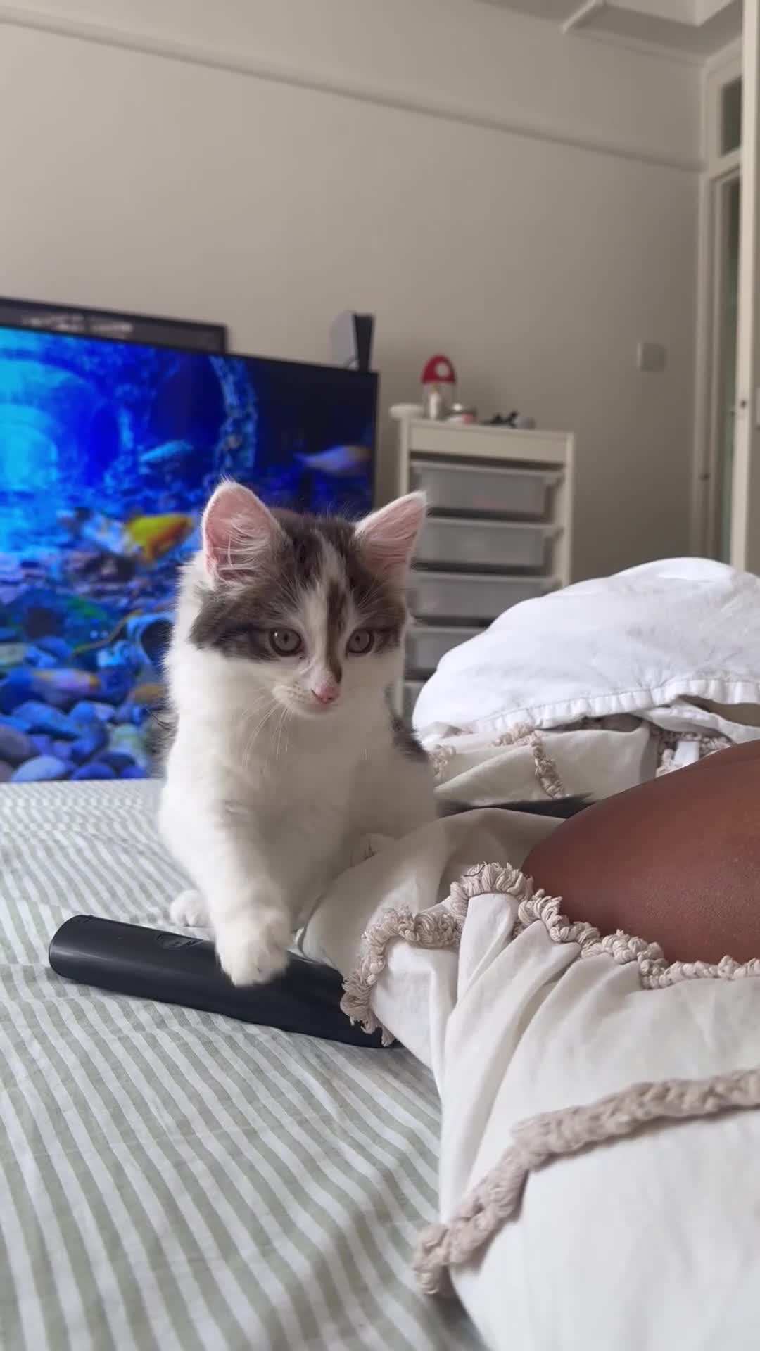 Mixed Breed cats for sale: 9 Week Old Kitten + Everything Included in London - Video 2