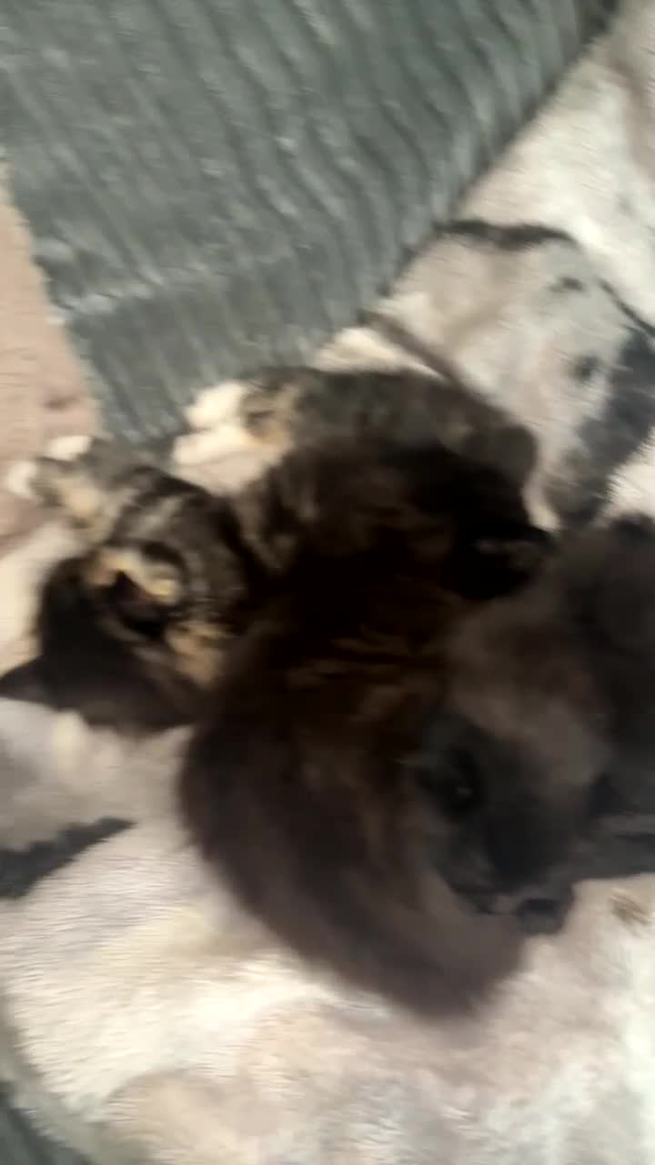 Mixed Breed cats for sale: Beautiful fluffy kittens 🐈‍⬛  - Video 3