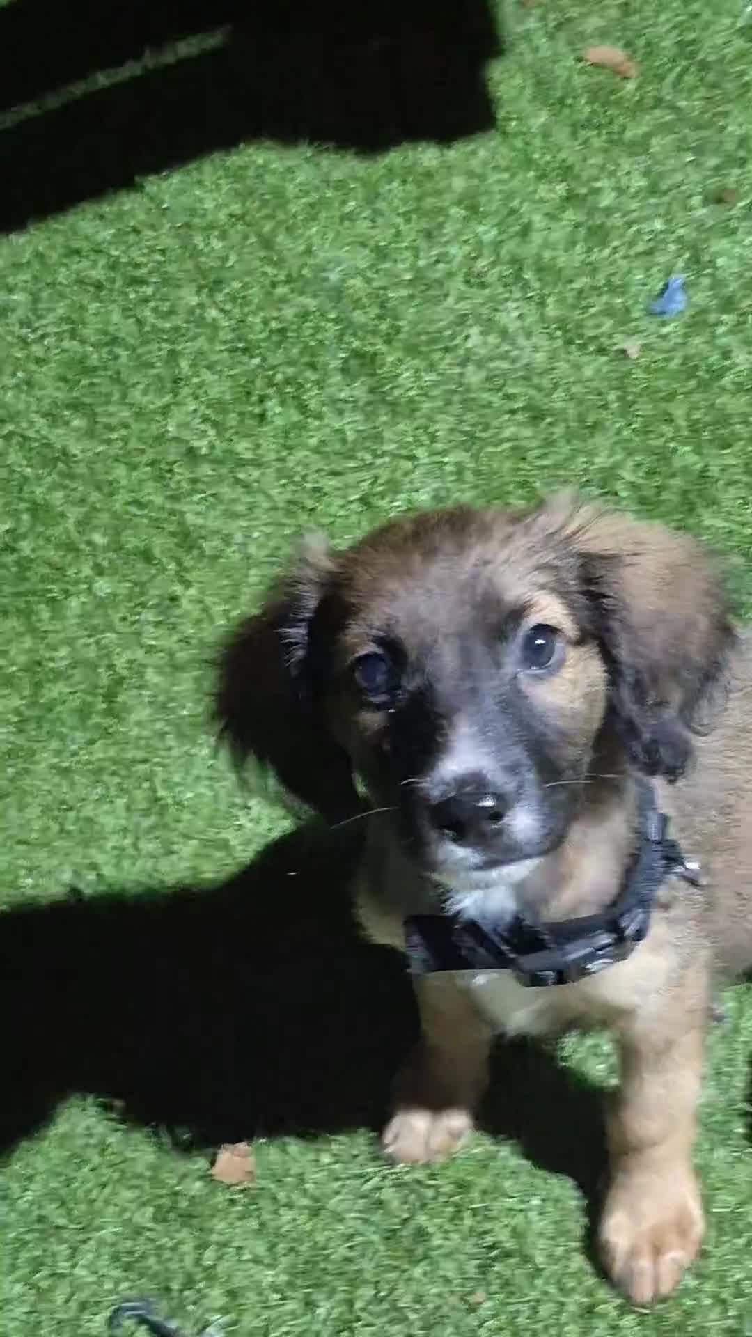 Mixed Breed dogs for sale: Zeus x - Video 1