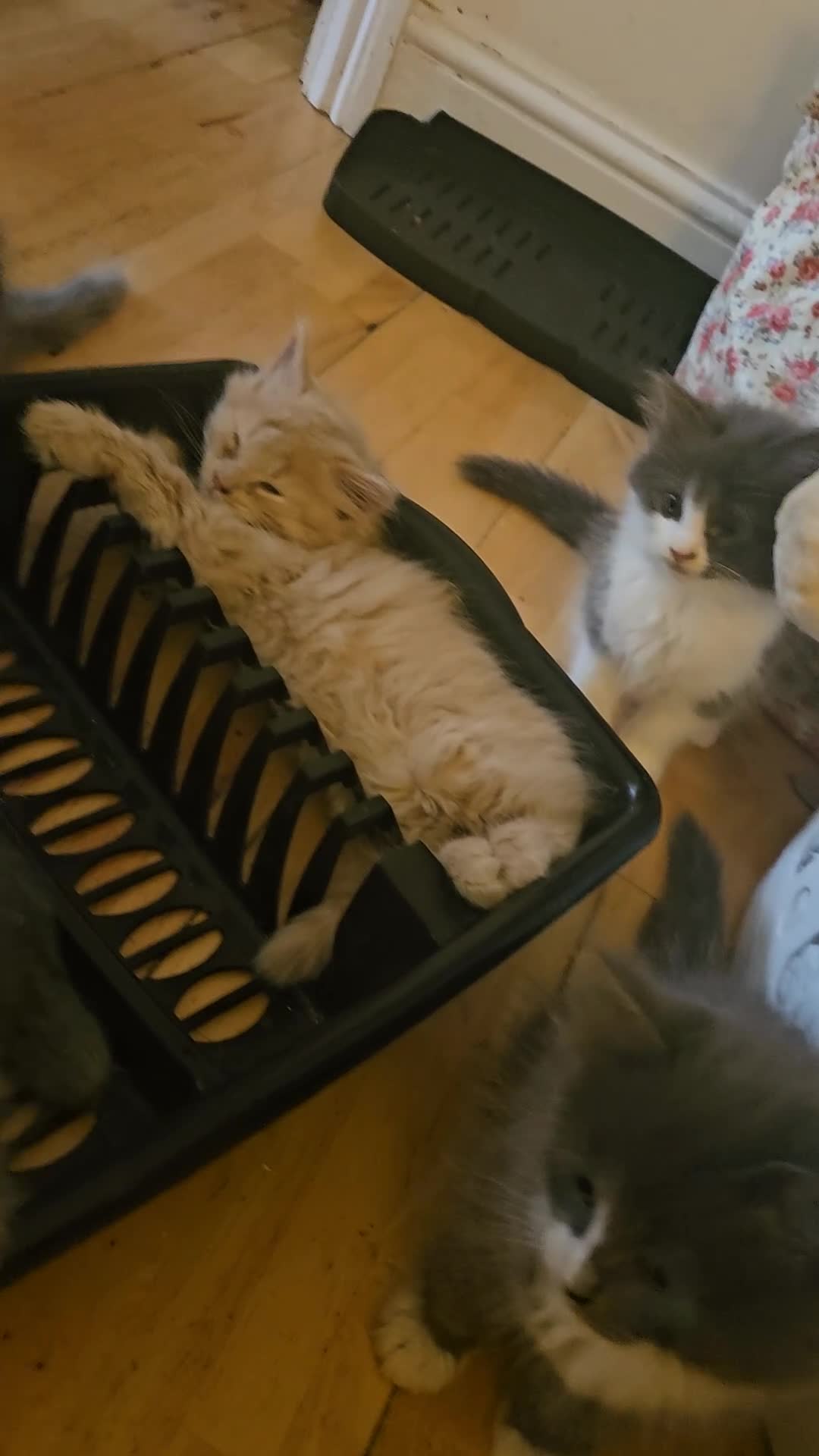 Mixed Breed cats for sale: Fluffy kittens Mix ragdoll and Norwegian forest  - Video 1
