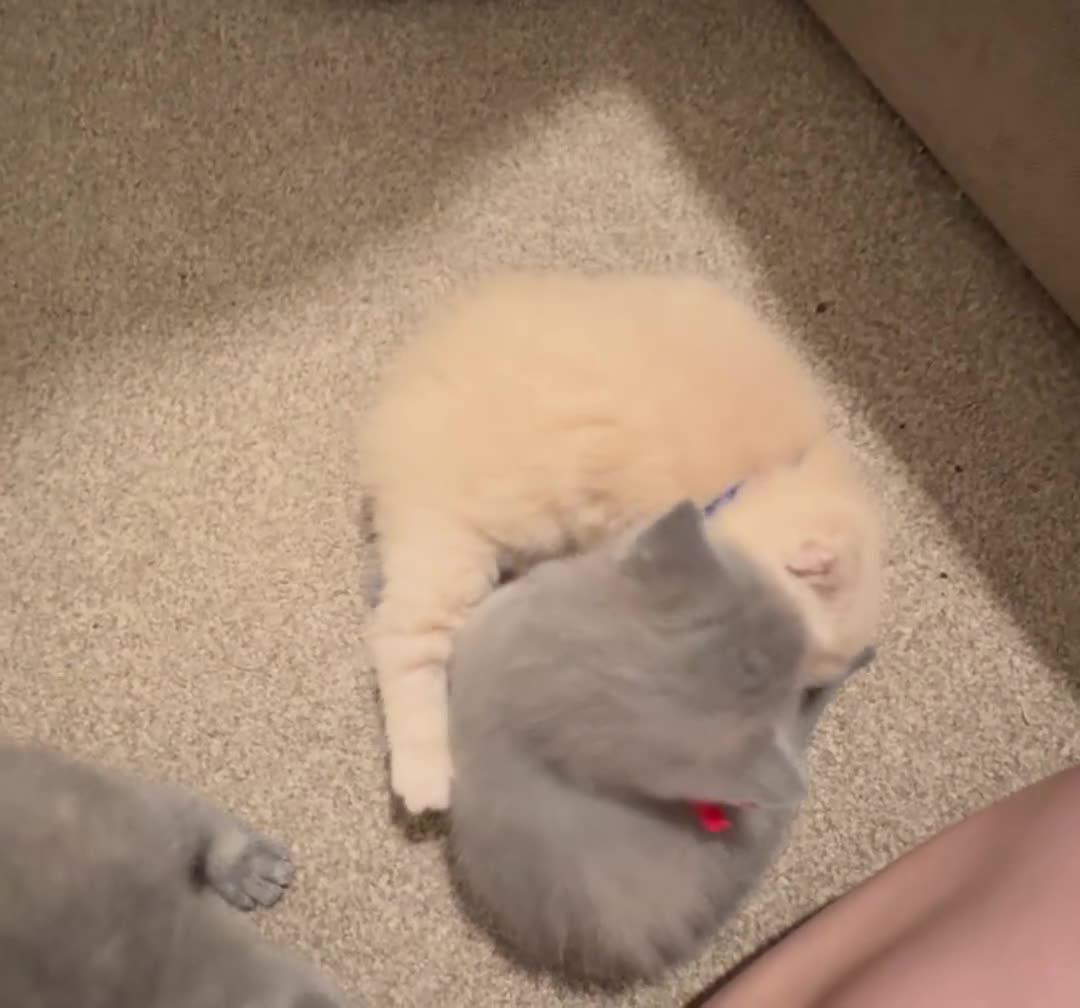 British Shorthair cats for sale: Fluffy British Shorthair Babies Looking for Homes - Video 1