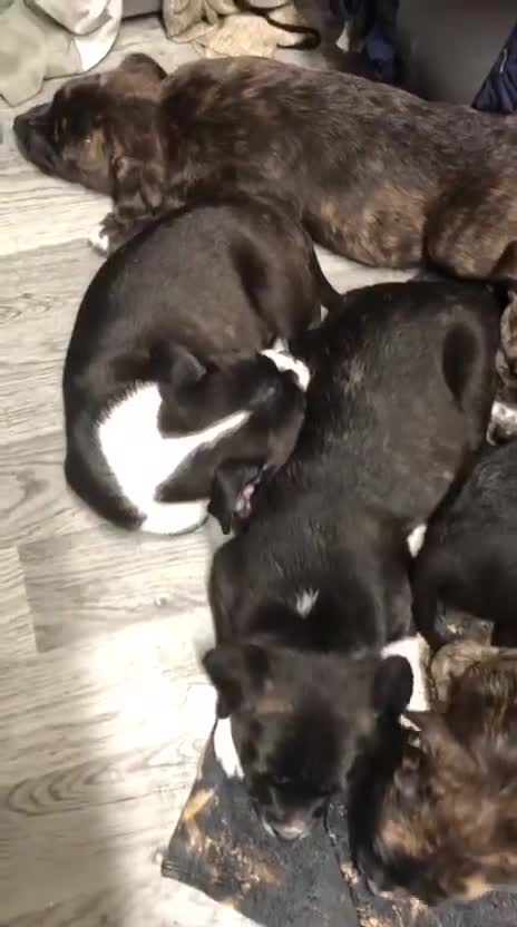 Mixed Breed dogs for sale: 3 Female Staffordshire Bull Terrier  in Manchester - Video 2